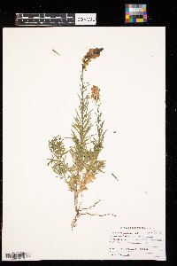 Linaria vulgaris image