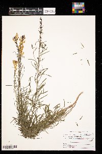 Linaria vulgaris image