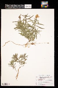 Linaria vulgaris image