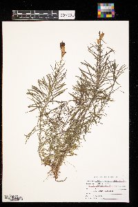 Linaria vulgaris image