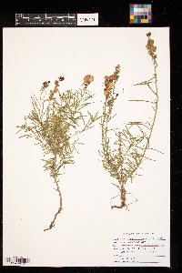 Linaria vulgaris image