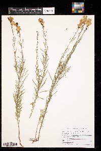 Linaria vulgaris image