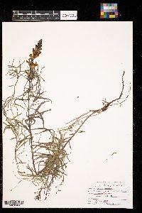 Linaria vulgaris image