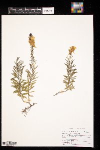 Linaria vulgaris image