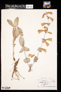 Penstemon grandiflorus image