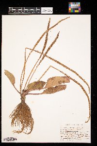 Plantago major image