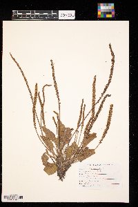 Plantago major image