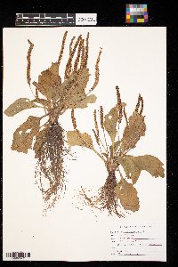 Plantago major image