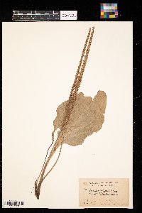 Plantago rugelii image