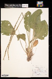 Plantago rugelii image