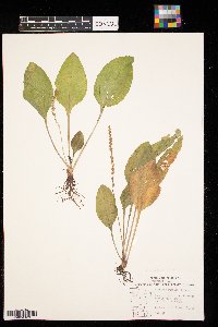 Plantago rugelii image