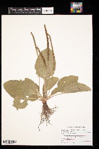 Plantago rugelii image