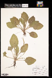 Plantago rugelii image