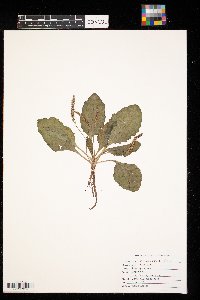 Plantago rugelii image