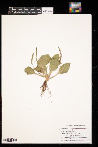 Plantago rugelii image