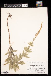 Veronicastrum virginicum image