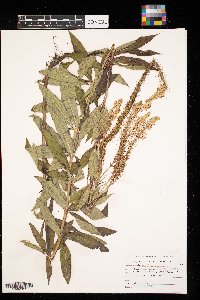 Veronicastrum virginicum image