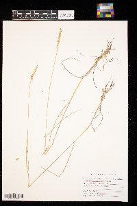 Agropyron cristatum image