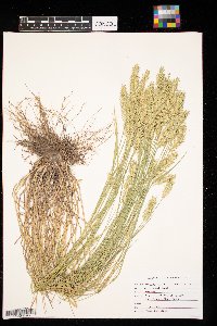 Agropyron cristatum image