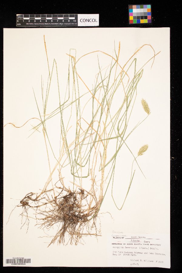 Agropyron desertorum image