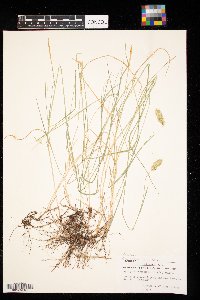 Image of Agropyron desertorum