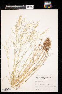 Agrostis perennans image