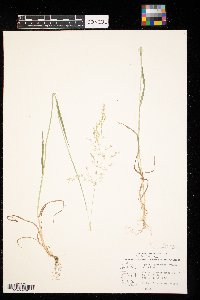 Agrostis perennans image