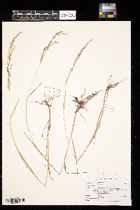 Agrostis stolonifera image