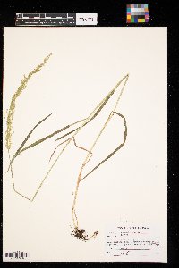 Agrostis stolonifera image