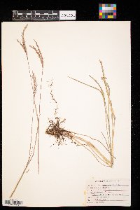 Andropogon gerardii image