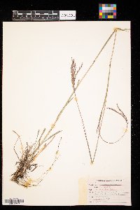 Andropogon gerardii image