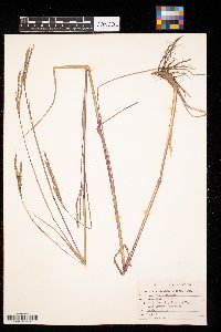 Andropogon gerardii image