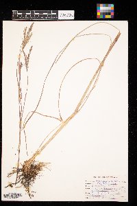 Andropogon gerardii image