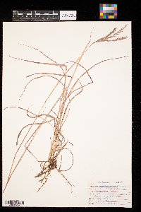 Andropogon gerardii image