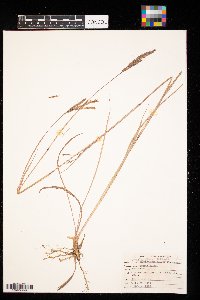 Andropogon gerardii image