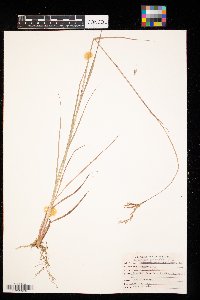 Andropogon gerardii image