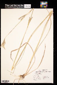 Andropogon gerardii image