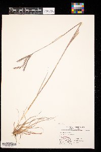 Andropogon gerardii image