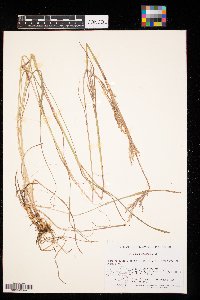 Andropogon gerardii image