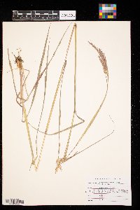 Andropogon gerardii image