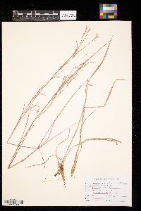 Andropogon gerardii image