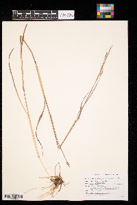 Andropogon gerardii image