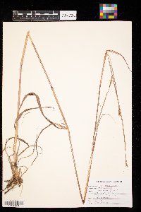 Andropogon gerardii image