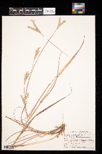 Andropogon gerardii image