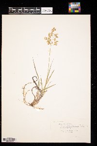 Anthoxanthum nitens image