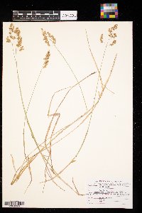 Anthoxanthum nitens image