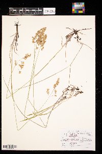 Anthoxanthum nitens image