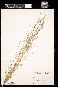 Aristida basiramea image