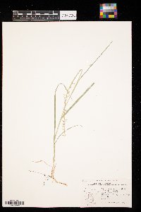 Bouteloua curtipendula image