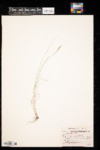 Bouteloua gracilis image